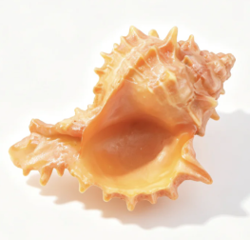 #220 【 Seaside Cabana Conch Shell Today Collection】 Main image