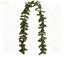 #181 【 maile lei leaf】